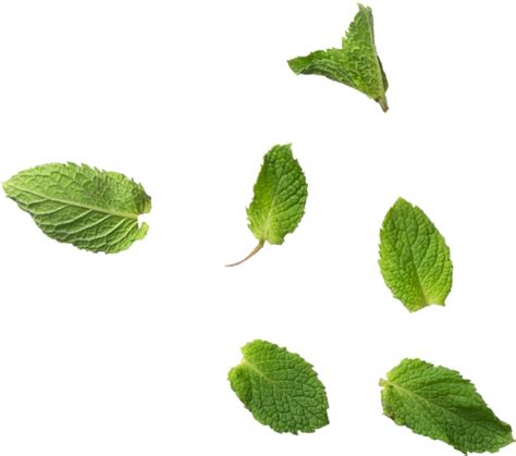 Download Mint Leaves - Mint Leaf Png - Full Size PNG Image - PNGkit