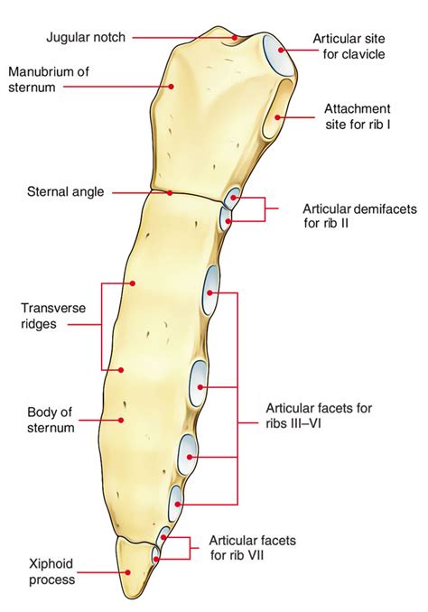 Parts Of The Sternum Anatomy