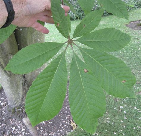 Indian Horse Chestnut - Indian Horse Chestnut