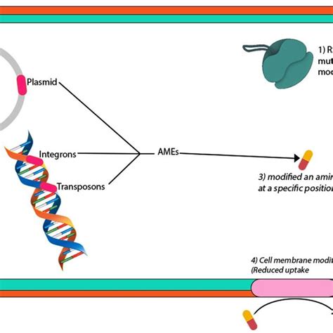 (PDF) Antibiotic Resistance in Proteus mirabilis: Mechanism, Status ...