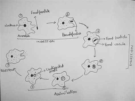 Describe the process of nutrition in amoeba.Draw labelled diagram to ...