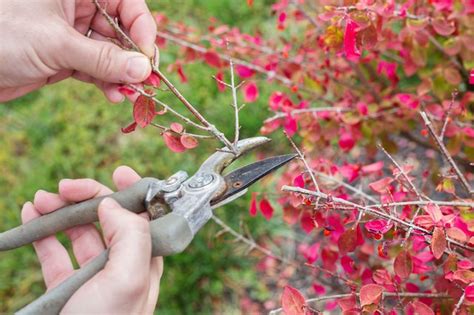 When to Prune a Burning Bush Shrub | Hunker