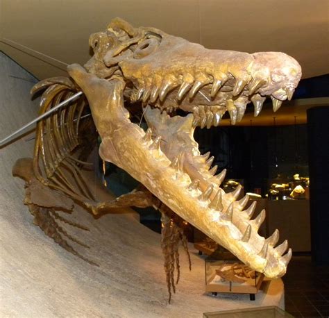 A Mosasaur Tail: How Ancient Reptiles Came to Rule the Oceans | Live ...