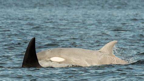 Rare white orca among dozens of whales spotted in Puget Sound this ...