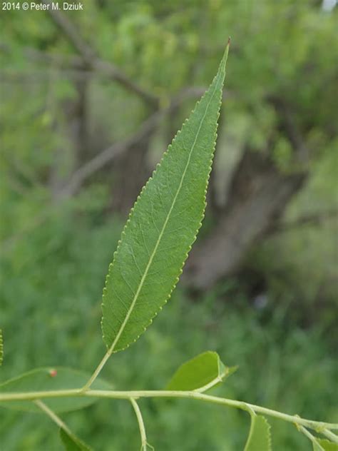 Salix nigra (Black Willow): Minnesota Wildflowers