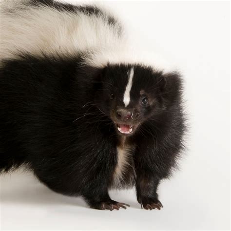 Cute Skunks