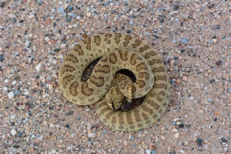 Are there rattlesnakes in Colorado?