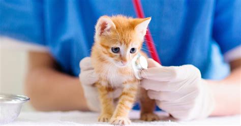 Feline Leukemia Virus: Causes, Symptoms, and Care — Pumpkin®