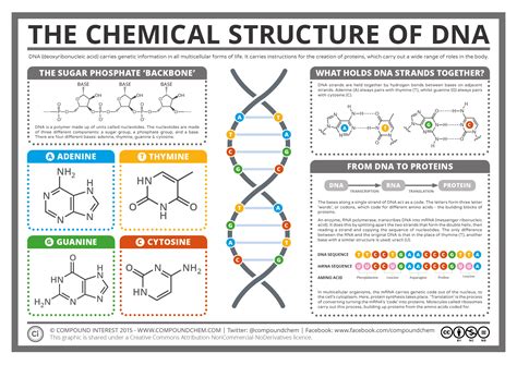 Compound Interest - The Chemical Structure of DNA