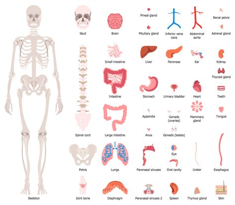 Anatomy Chart Organs