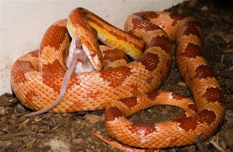 Corn snake eating a mouse stock photo. Image of camouflage - 64396626