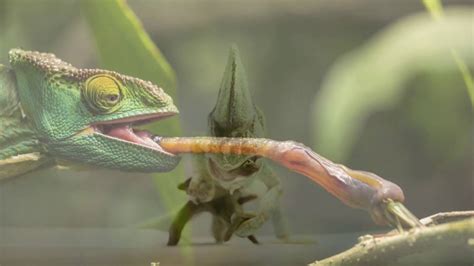 Chameleon Feeding Behaviour - YouTube