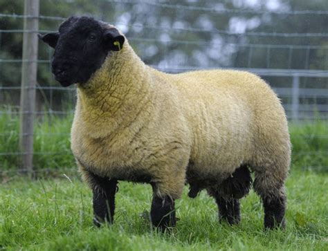 Suffolk ram Sheep Farm, Cute Sheep, Sheep And Lamb, Cattle Farming ...