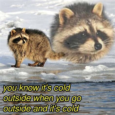 “Nocturnal Trash Posts”: 30 Of The Best Raccoon Memes This Dedicated ...