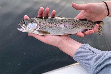 What Does Rainbow Trout Taste Like? (It Depends...) - The Wild Provides