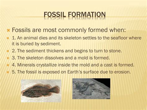 PPT - Processes of rock and fossil formation PowerPoint Presentation ...