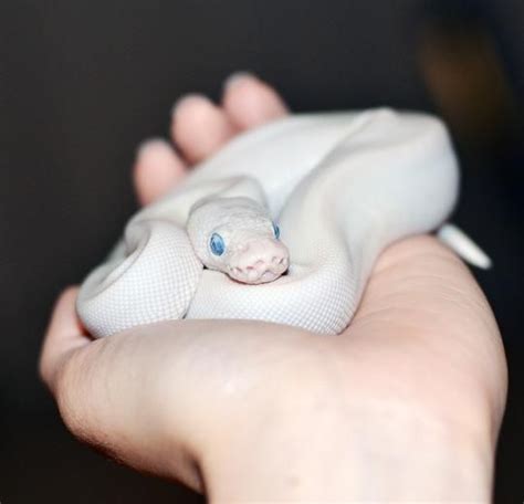 My ball python (blue eyed leucistic) when he was a baby named Yukon ...