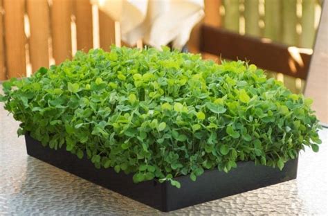 Speckled Pea Microgreen Seeds | Bulk Buy | No Chemical Treatment