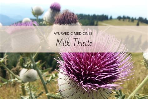 Milk Thistle Uses And Side Effects Worth Knowing