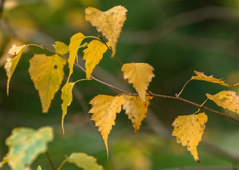 Types Of Birch Tree Leaves — Identification Guide With, 52% OFF