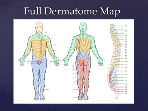 Chart Dermatome Spinal Cord