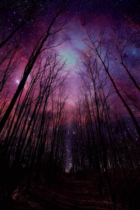 🔥 [20+] Beautiful Night Forest Wallpapers | WallpaperSafari