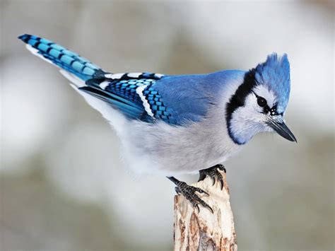 Blue Jay | Celebrate Urban Birds