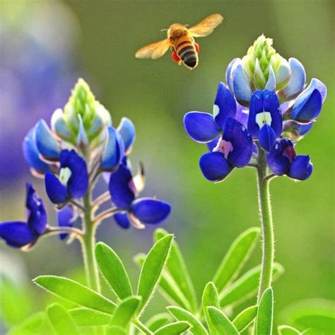 Texas Bluebonnet Wildflower Seeds Blue Violet TX State | Etsy