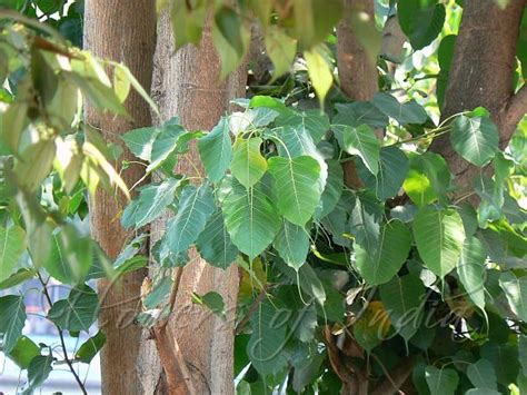 Ficus religiosa - Peepal