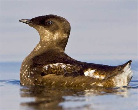 Marbled murrelet - Alchetron, The Free Social Encyclopedia