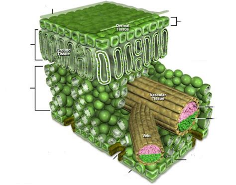 Leaf Structure Quiz