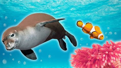 Ocean Animals for Kids - Whales, Sea Otter, Orca, Sea Lion + more - YouTube