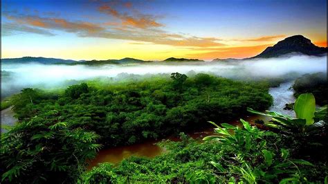 Tropical Rainforest Climate (with interactive video comprehension ...