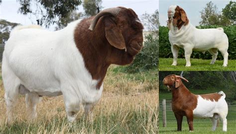 Boer Goat Breed – Everything You Need to Know