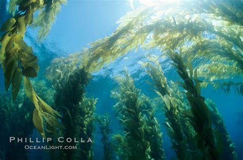 Kelp forest canopy, Macrocystis pyrifera, San Clemente Island, California