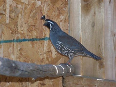 CALIFORNIA VALLEY QUAIL HATCHING EGGS Pre-Sale 2013 - Eggs : Quail Eggs