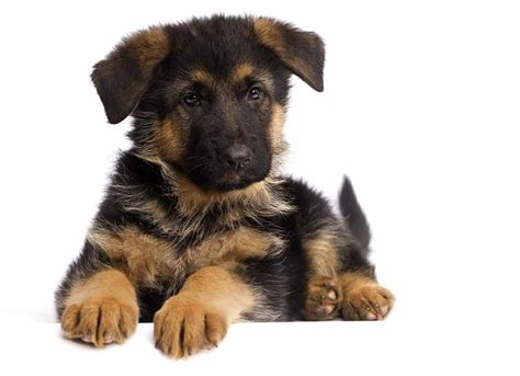 German shepherd puppy checklist: Chew toys, bed, crate, collar and leash