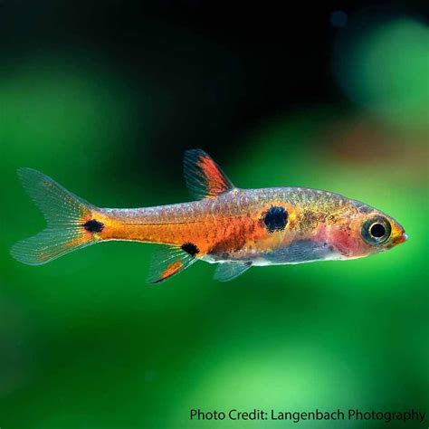 Strawberry Rasbora (Boraras naevus) - Cape Town - South Africa