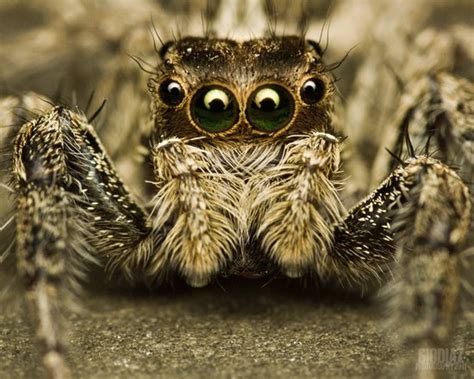 Top 10 most scariest animals | Animals Zone