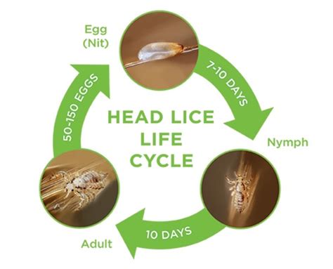 Life Cycle Of Lice Diagnosis And Treatment