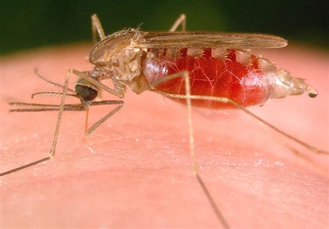 Engineering the Extinction of 40 Species of Mosquitoes