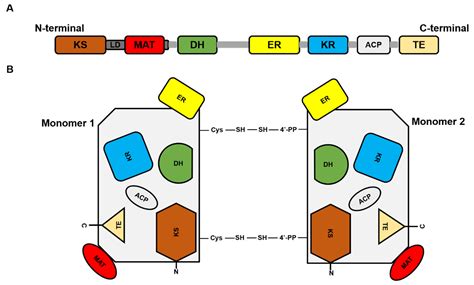 Molecules | Free Full-Text | Fatty Acid Synthase: An Emerging Target in ...