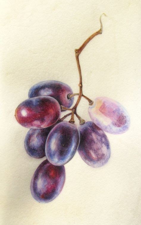 Pencil Drawing Grapes at PaintingValley.com | Explore collection of ...