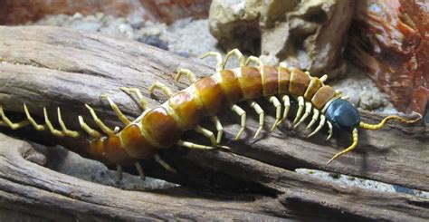 Centipedes evolved complex venom five times | Natural History Museum