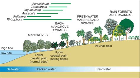 Idealized transect showing the typical coastal zonation of Caribbean ...