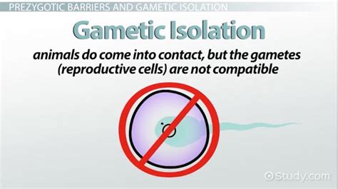 ️ Reproductive isolation definition biology. Gametic Isolation ...