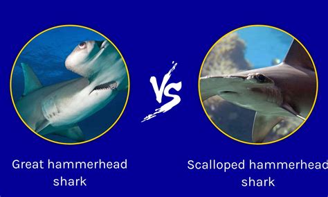 Great Hammerhead Shark Size