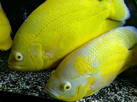 Overview of Lemon Oscar Fish - Memfish dot net