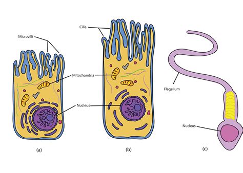 2.2: The Cell Membrane - Medicine LibreTexts