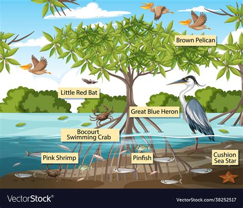 Wild animals with label name in mangrove Vector Image